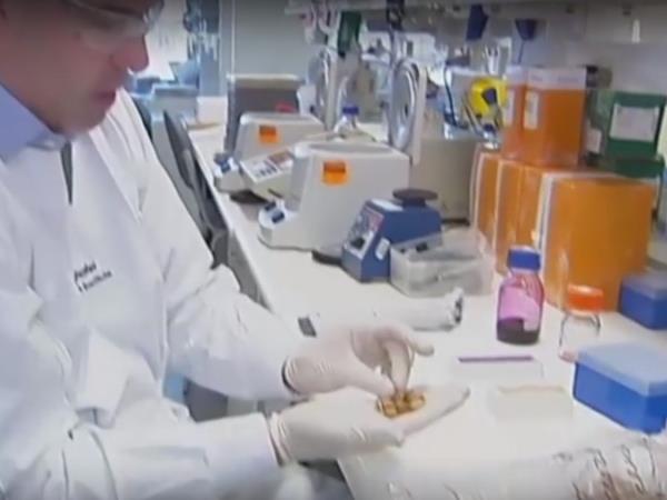 Avstralske jagode, ki čudežno ozdravijo raka v samo nekaj minutah